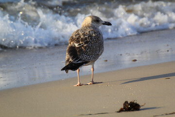 Portrait einer Mantelmöwe. Mantelmöwe am Strand der Ostsee.
