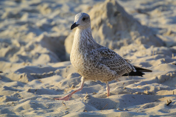 Portrait einer Mantelmöwe. Mantelmöwe am Strand der Ostsee.