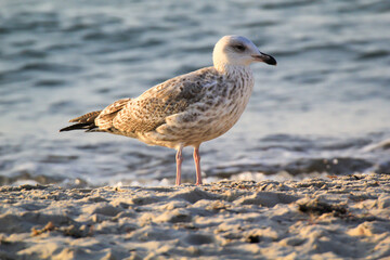 Portrait einer Mantelmöwe. Mantelmöwe am Strand der Ostsee.
