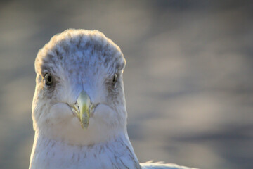 Portrait einer Mantelmöwe. Mantelmöwe am Strand der Ostsee.