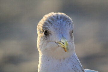 Portrait einer Mantelmöwe. Mantelmöwe am Strand der Ostsee.