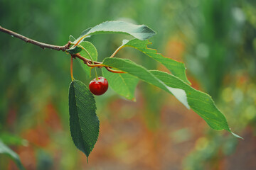 One ripe cherry berry on a branch. Ripe fruit.