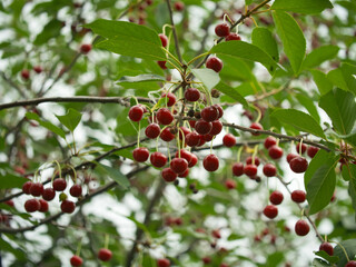 Lots of ripe cherries on the branches of the tree. Branches of a cherry tree.