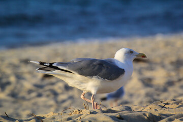 Lachmöwen, Möwe am Strand. Portrait einer Möwe.