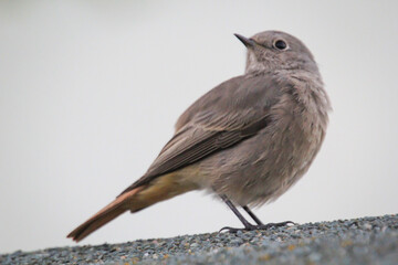 Ein Hausrotschwanz sitzt auf einem Dach. Ein Singvogel Portrait.