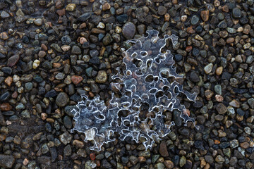 Abstract Sheet of Ice with Holes from Rocks on Riverbed