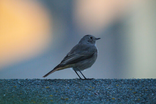 Ein Hausrotschwanz sitzt auf einem Dach. Ein Singvogelportrait.