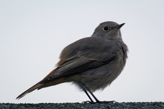 Ein Hausrotschwanz sitzt auf einem Dach. Ein Singvogelportrait.