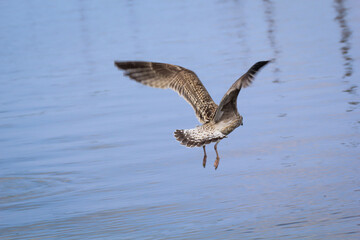 Flugstudie einer Mantelmöwe, Möwe im Flug.