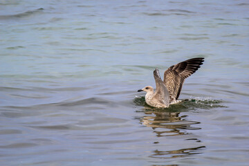 Portrait einer Mantelmöwe. Mantelmöwe am Strand der Ostsee.