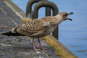 Portrait einer Mantelmöwe. Mantelmöwe am Strand der Ostsee.