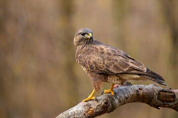 Buzzard (Buteo buteo) perched on a branch