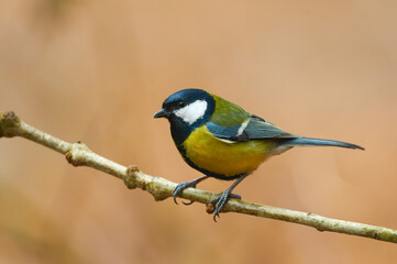 Beautiful great tit (Parus major)