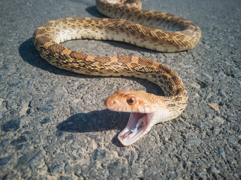 serpiente imitadora de la serpiente de cascabel, color cafe claro y cafe obscuro, con algunas manchas mas obscuras, de un metro aproximadamente de largo, sobre una carretera de asfalto.