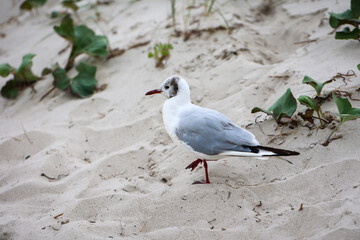 Lachmöwen, Möwe am Strand. Portrait einer Möwe.