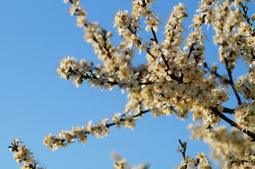 Sloe blossoms against a blue sky.