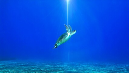 Underwater photo of sea turtle in a ray of laser in the deep blue sea. From a scuba dive at the Canary islands in the Atlantic ocean - Spain. © Johan