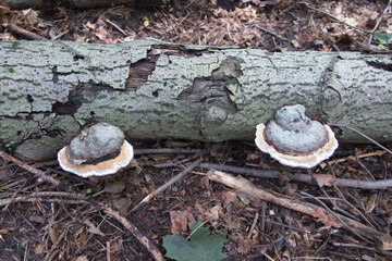 Huba, or the fruiting body of an arboreal mushroom