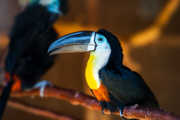 Toucan bird with big black nose or beak sitting on branch in forest.