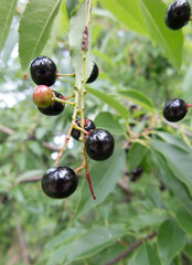 A twig with black, ripe American bird cherry berries
