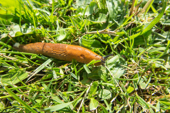 snail without a shell