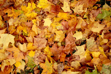 Naklejka na ściany i meble autumn orange and yellow maple tree leaves background