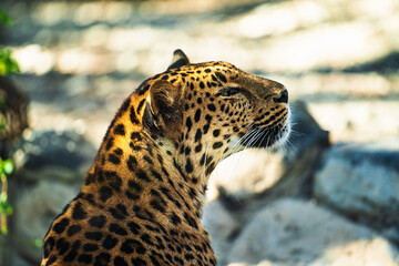 Beautiful big wild cat Jaguar or panther on blurred sunny nature background.