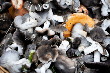 A group of mushrooms collected in the forest