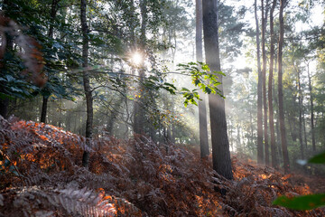 sun beams in foggy autumn forest with fern