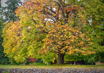 Two people on bench enjoying autumn in the park - Hatley Park, greater Victoria, BC, Canada 