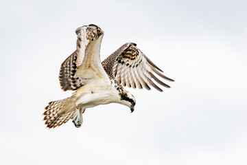 Osprey Hawk Hover in Search of Fish on Winter Day
