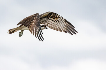 Osprey Hawk Hover in Search of Fish on Winter Day