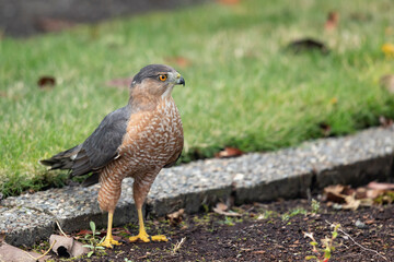 Cooper's Hawk Surveys Hunting Area from the Ground Level