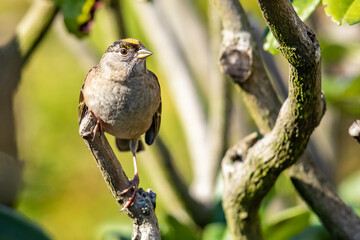 Golden-Crowned Sparrow Perched on a Branch