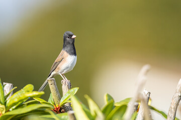 Alert Dark-Eyed Junco Perched on a Rhodedendron