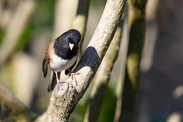 Dark-Eyed Junco Strikes a Pretty Pose on a Rhodedendron Bush