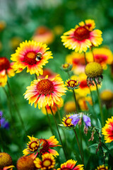 Blooming yellow and orange helenium flowers in the garden