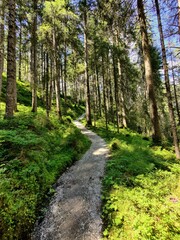Fototapeta premium Waldweg im Habachtal