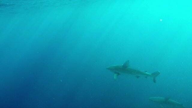 Galapagos Shark