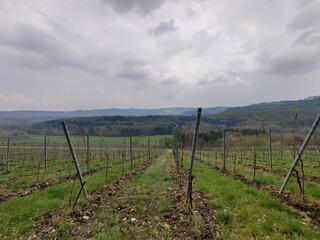 Weinberge