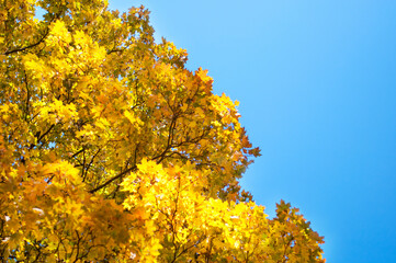 autumn background of colorful maple leaves against the background of blue sky, sunny autumn day. High quality photo