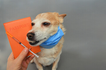 puppy dog wearing a medical face mask, next to a 
vet passport, a syringe and a dose of vaccine - concept of pet health  	
