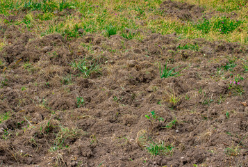 a field dug by wild boars