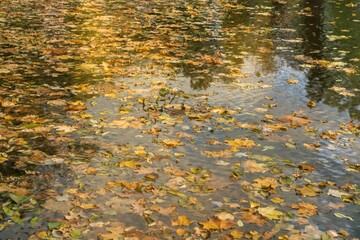 autumn leaves in water