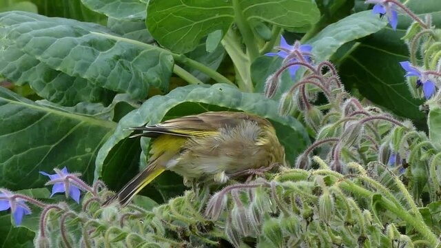Gr&uuml;nfink pickt Samen an Borretsch im Garten