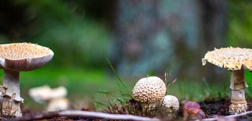 Toad stools