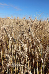 Closeup of a barley field with a blue sky