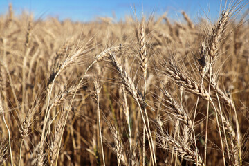 Closeup of a barley field with a blue sky