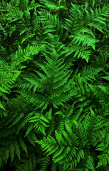 Fototapeta na wymiar Natural background of green grass texture of green leaves, dark-toned wallpaper, rainforest ecology concept