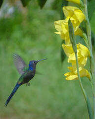 Fototapeta premium hummingbird in flight